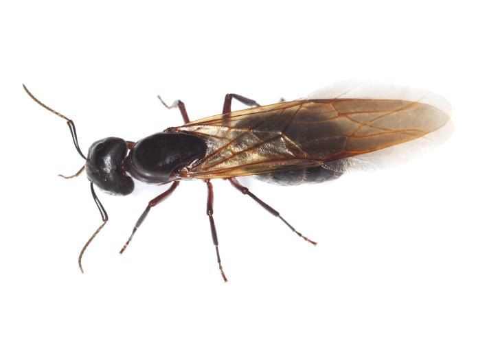 fourmis-charpentiere-aile Fourmis avec des ailes