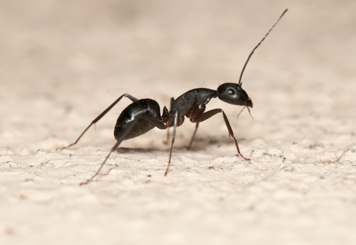 fourmis-charpentiere fourmis noires