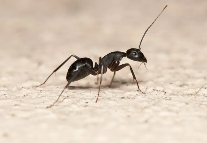 Fourmis : Les 3 types les plus problématique au Québec