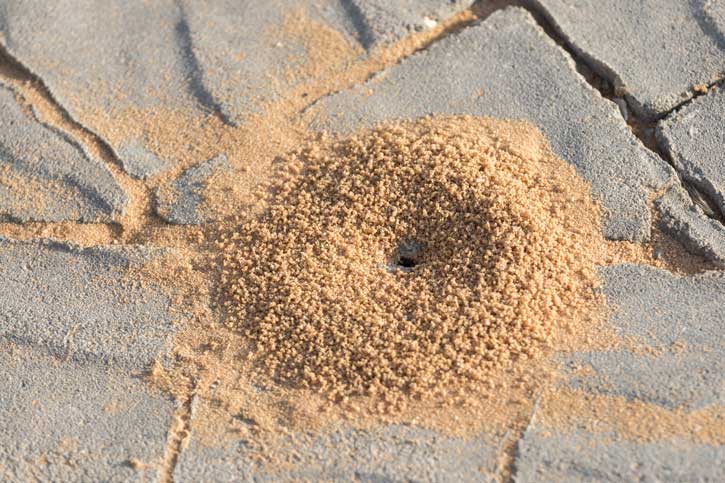Amas de sable causé par les fourmis de pavé