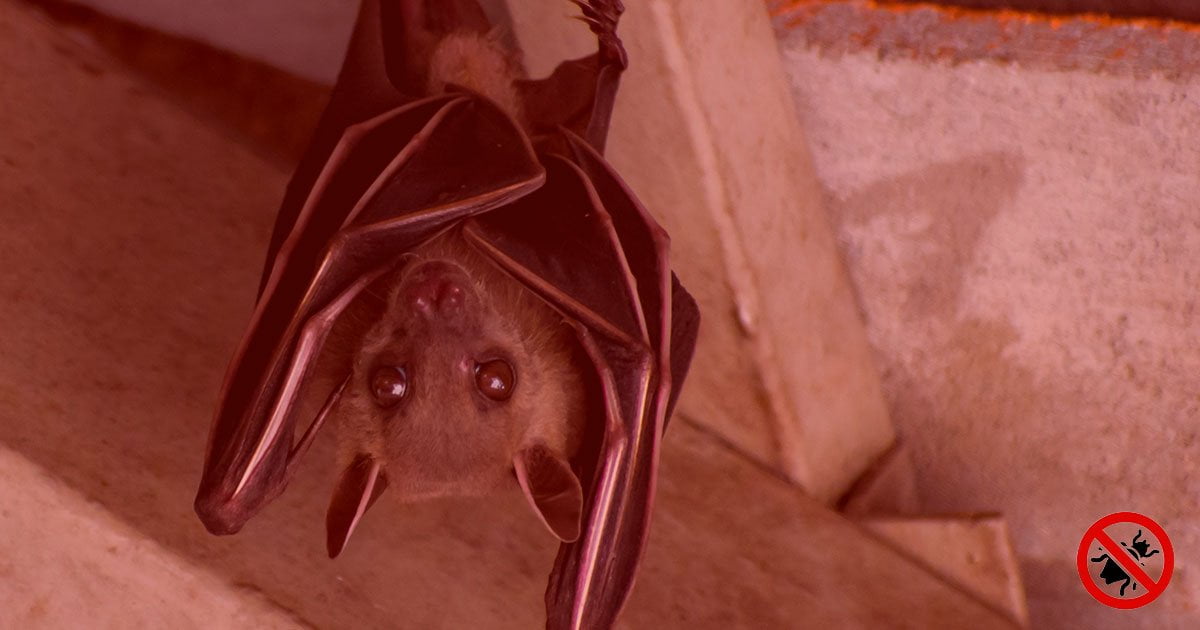 comment chasser les chauves souris de la maison