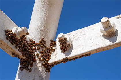 Une multitude de coccinelles asiatiques sur un poteau