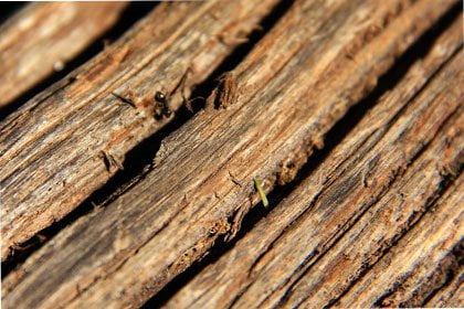 Une fourmi charpentière dans un bois mort