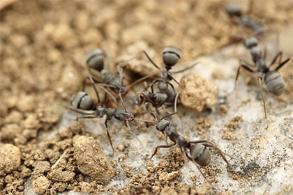 Plusieurs fourmis de sable ensemble