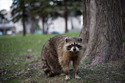 Un raton laveur devant un arbre en liberté