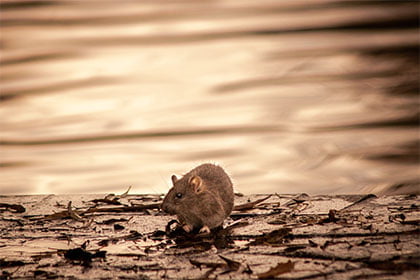 Un rat en liberté sur des feuilles mortes