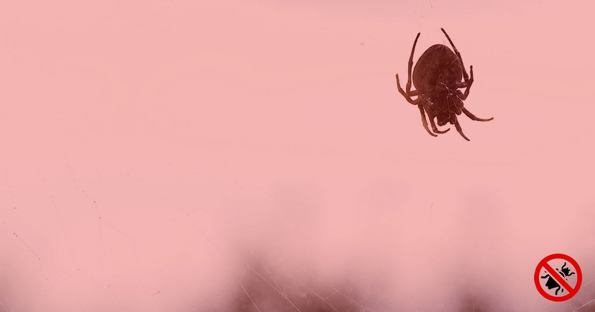 How do I keep spiders away and eliminate them? Brisebois Extermination Inc.