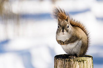 Un écureuil sur un poteau en hiver