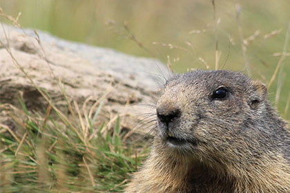 marmotte dans un champs