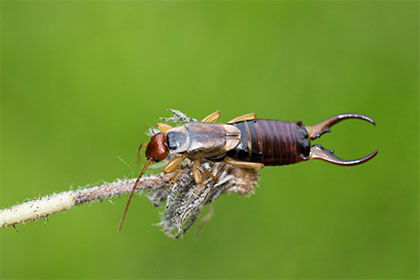 perce oreilles sur une plante