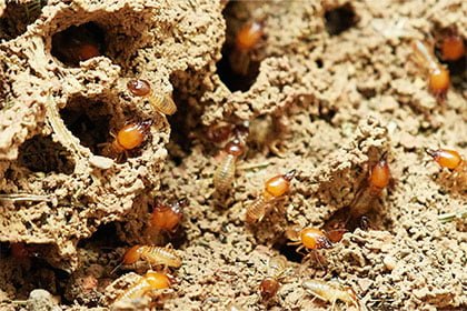 Des termites dans leur nids
