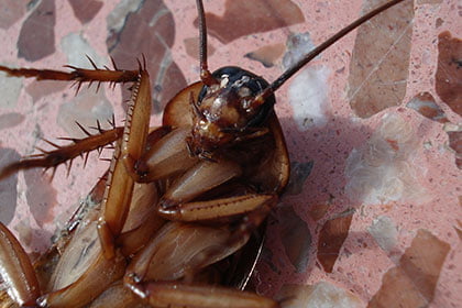 exterminateur de cafard et coquerelle