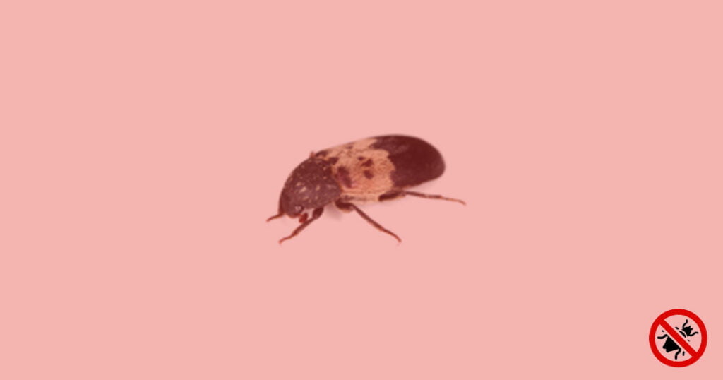 How to exterminate larder beetles?