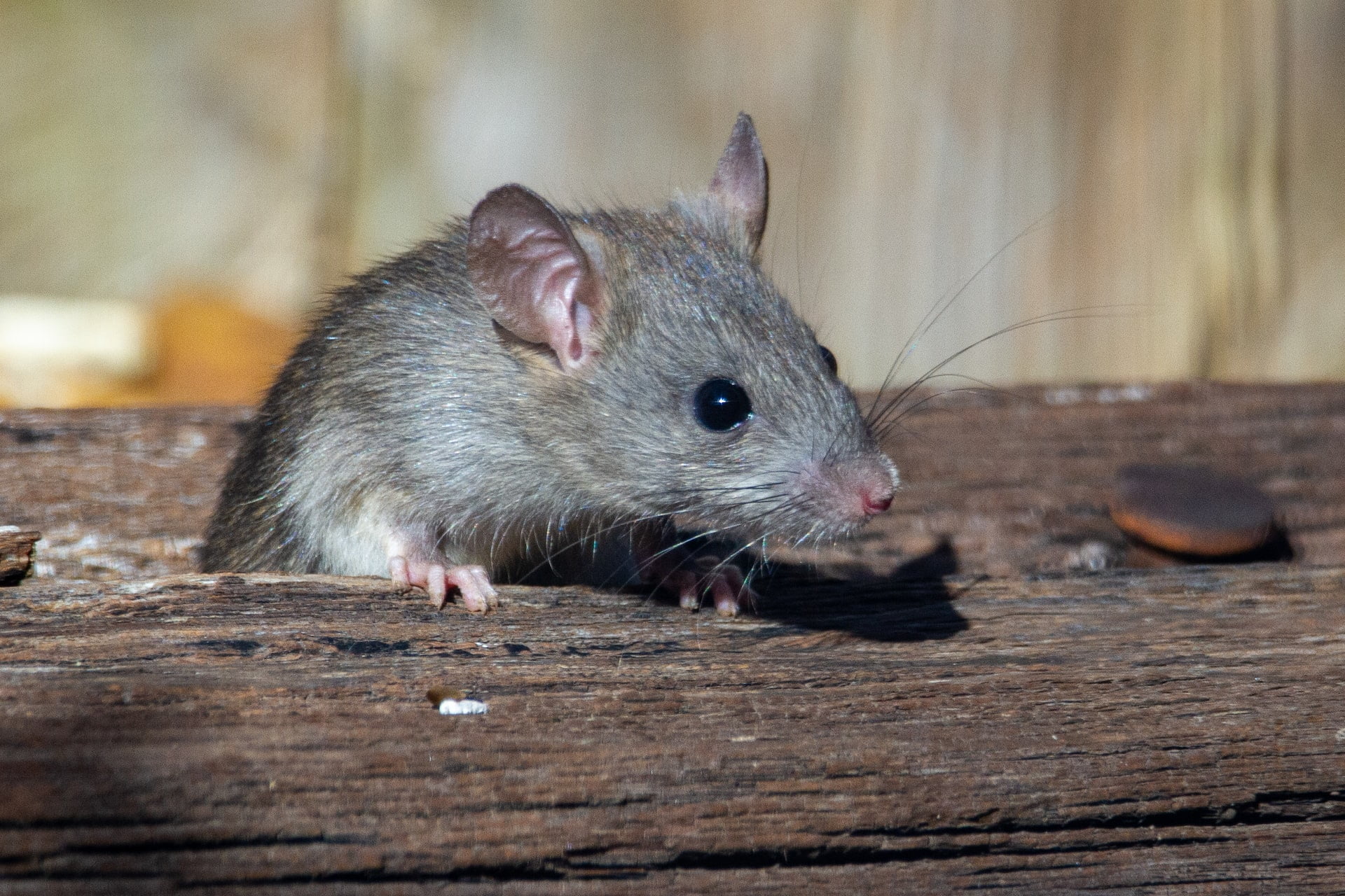 Une petite souris sortant d'un bois cassé