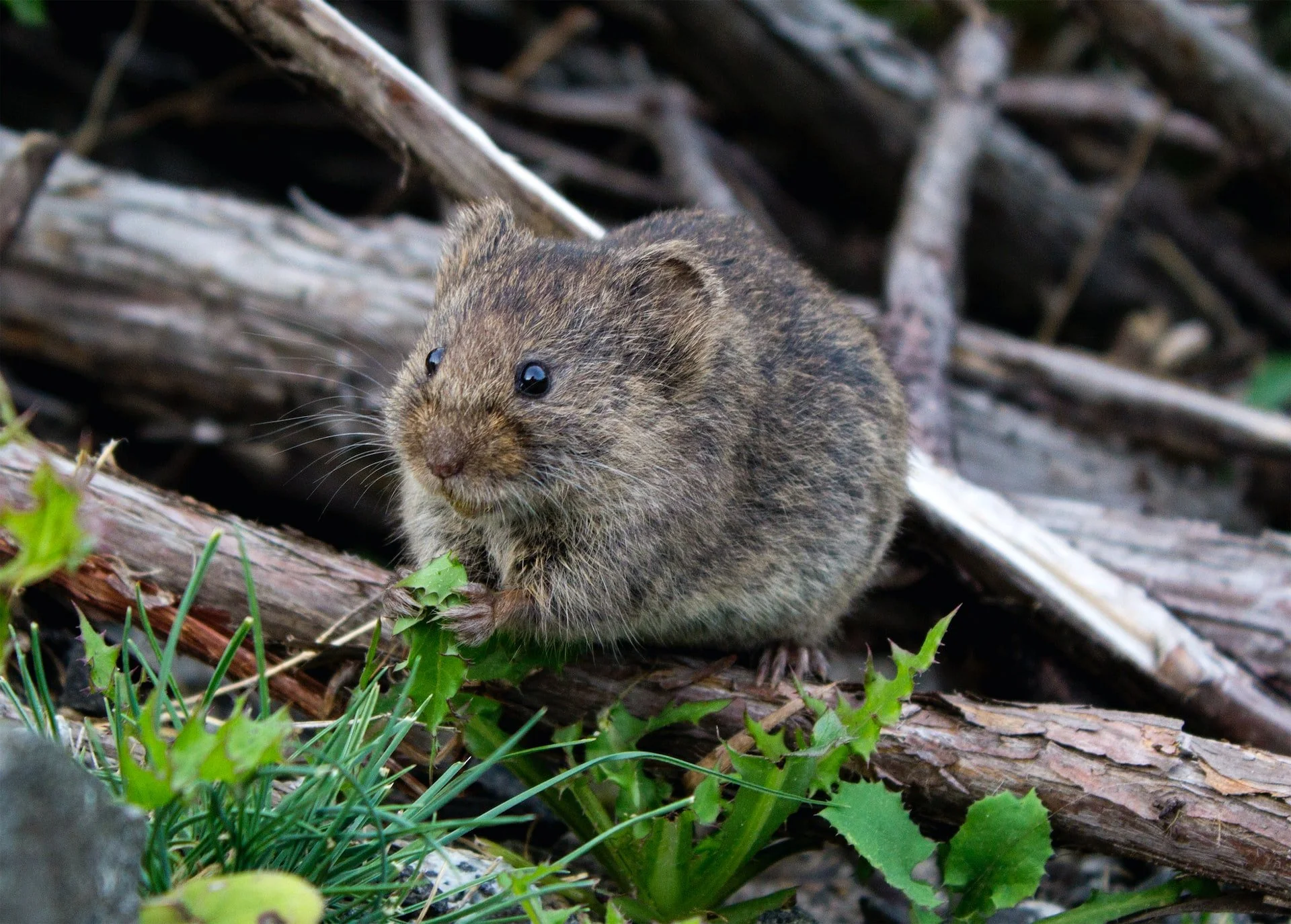 Mouse control discount