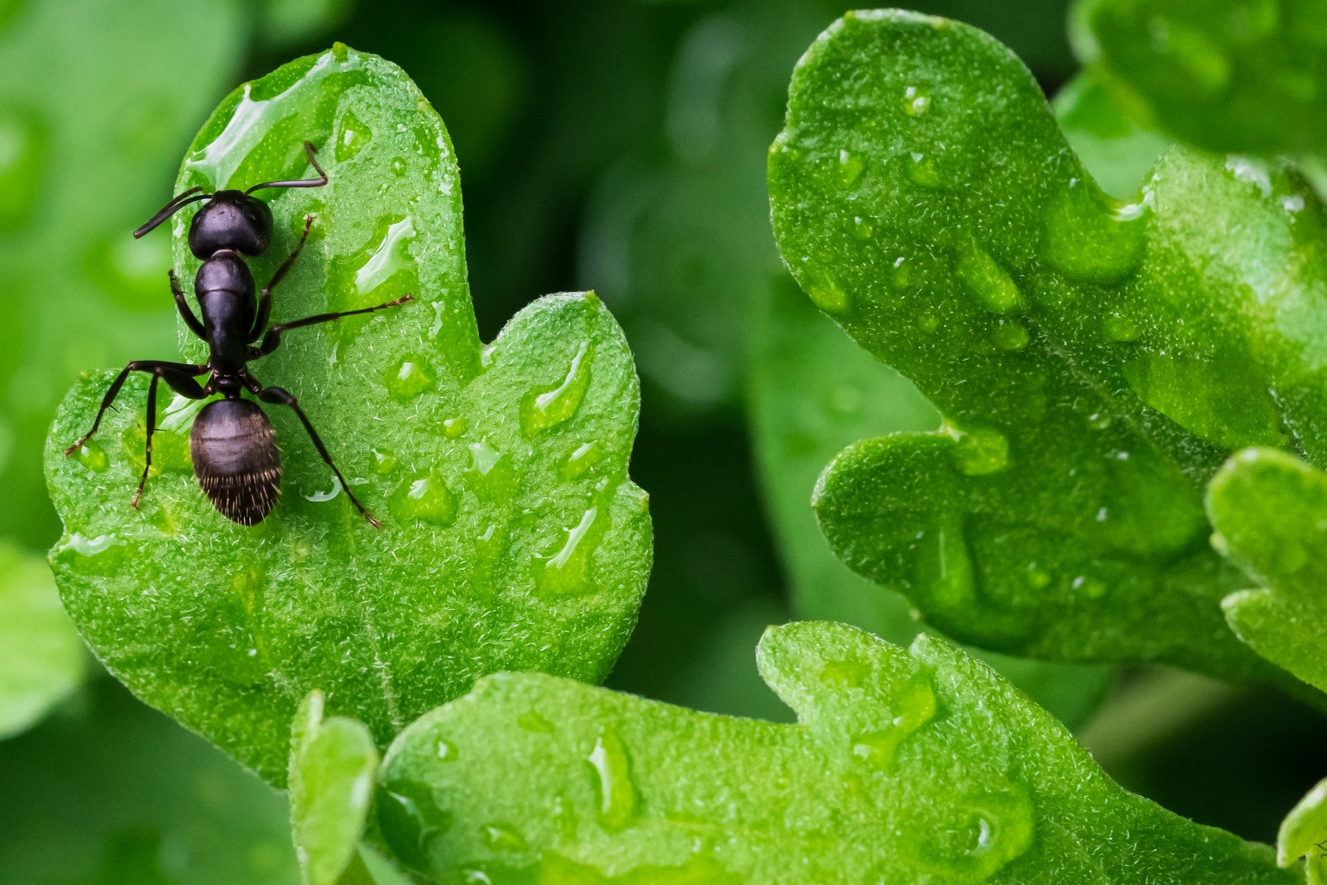 Une fourmi qui grimpe sur une feuille
