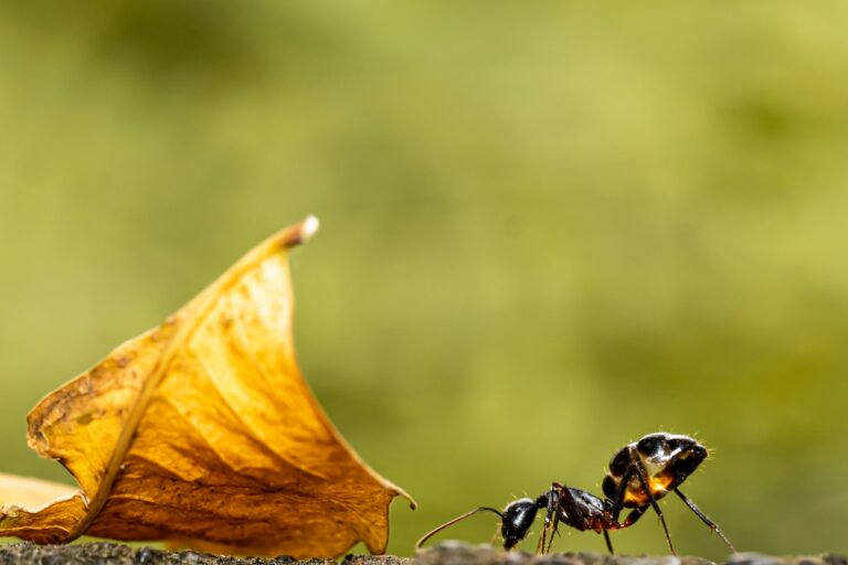 Une fourmi charpentière avec une feuille à côté d'elle