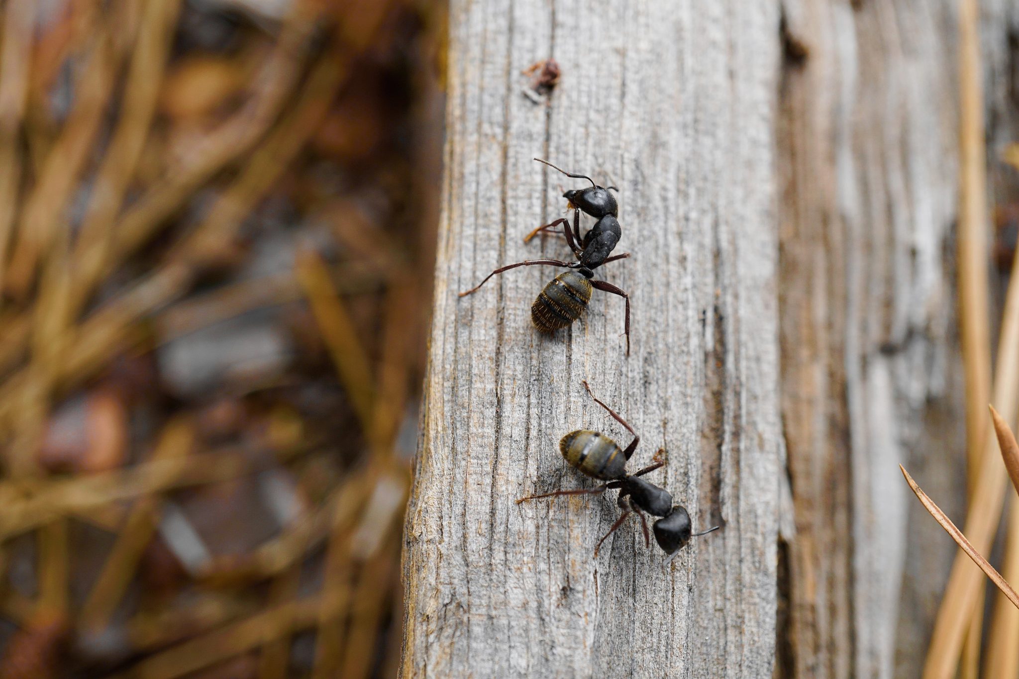 Ce qu’il faut savoir sur les fourmis charpentières Extermination Montréal RiveSud