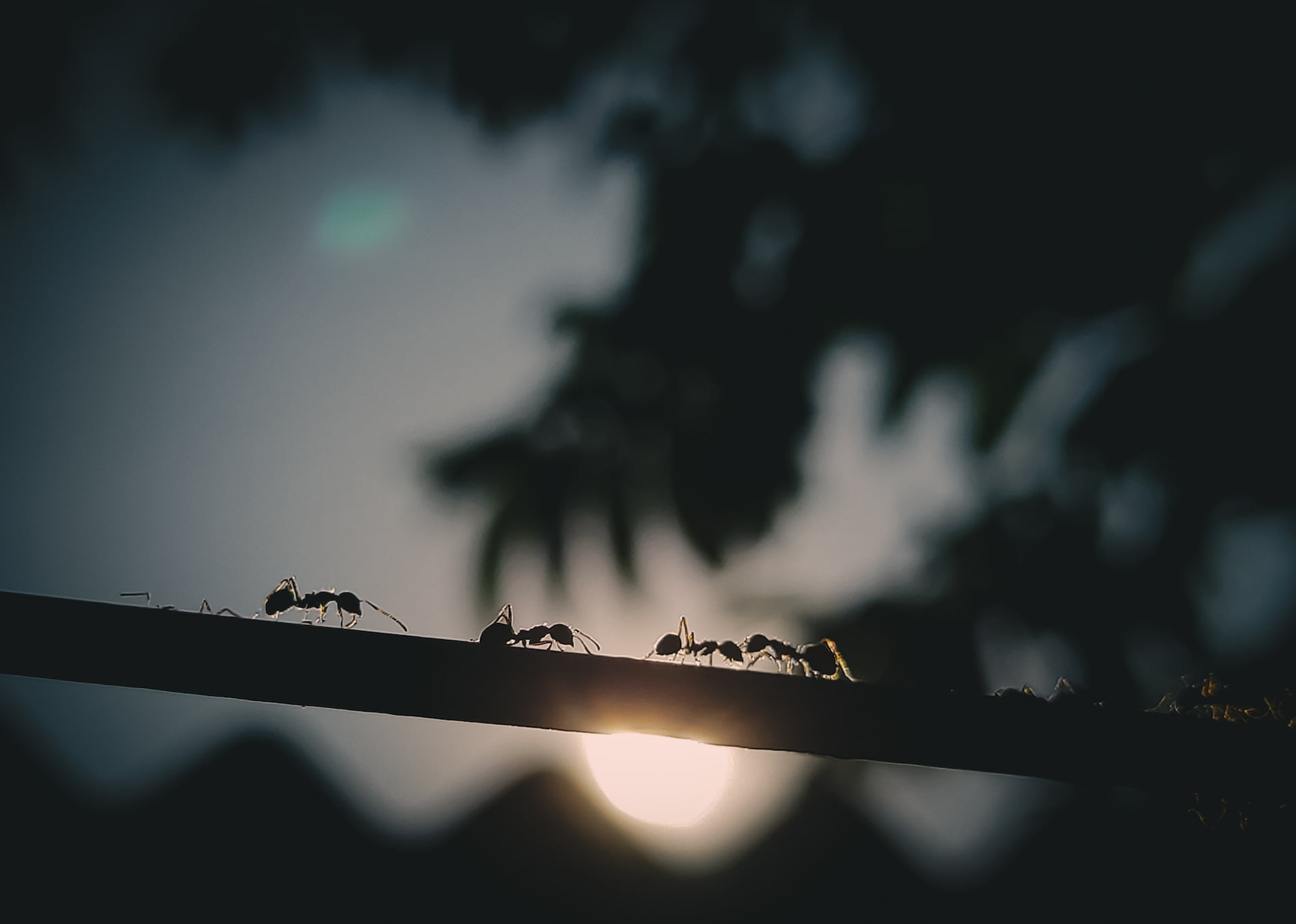 Des fourmis sur une branche d'arbre