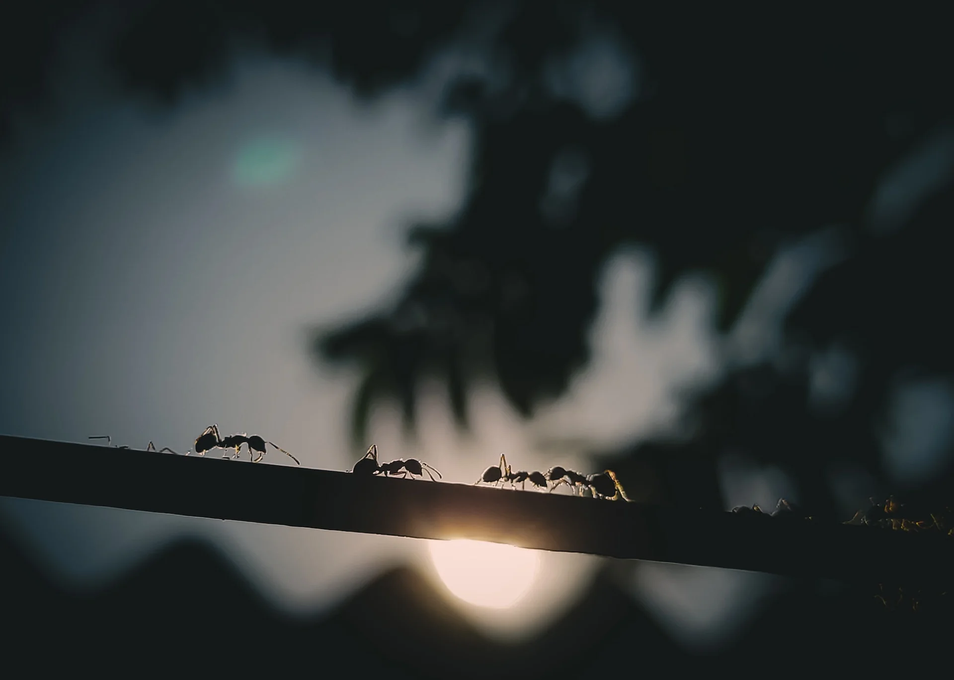 fourmis arbre Des fourmis sur une branche d'arbre
