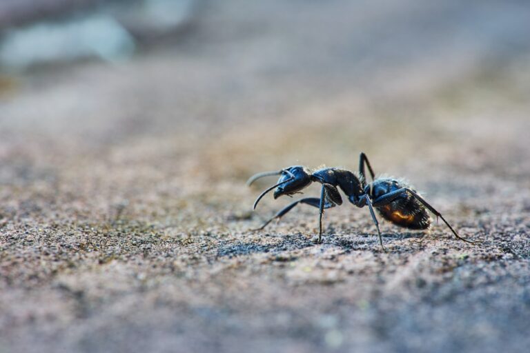 Une fourmi charpentière en extérieur