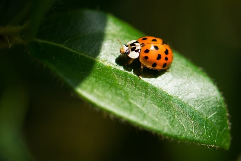 Une coccinelle sur une feuille