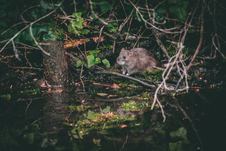 un rongeur dans son état naturel