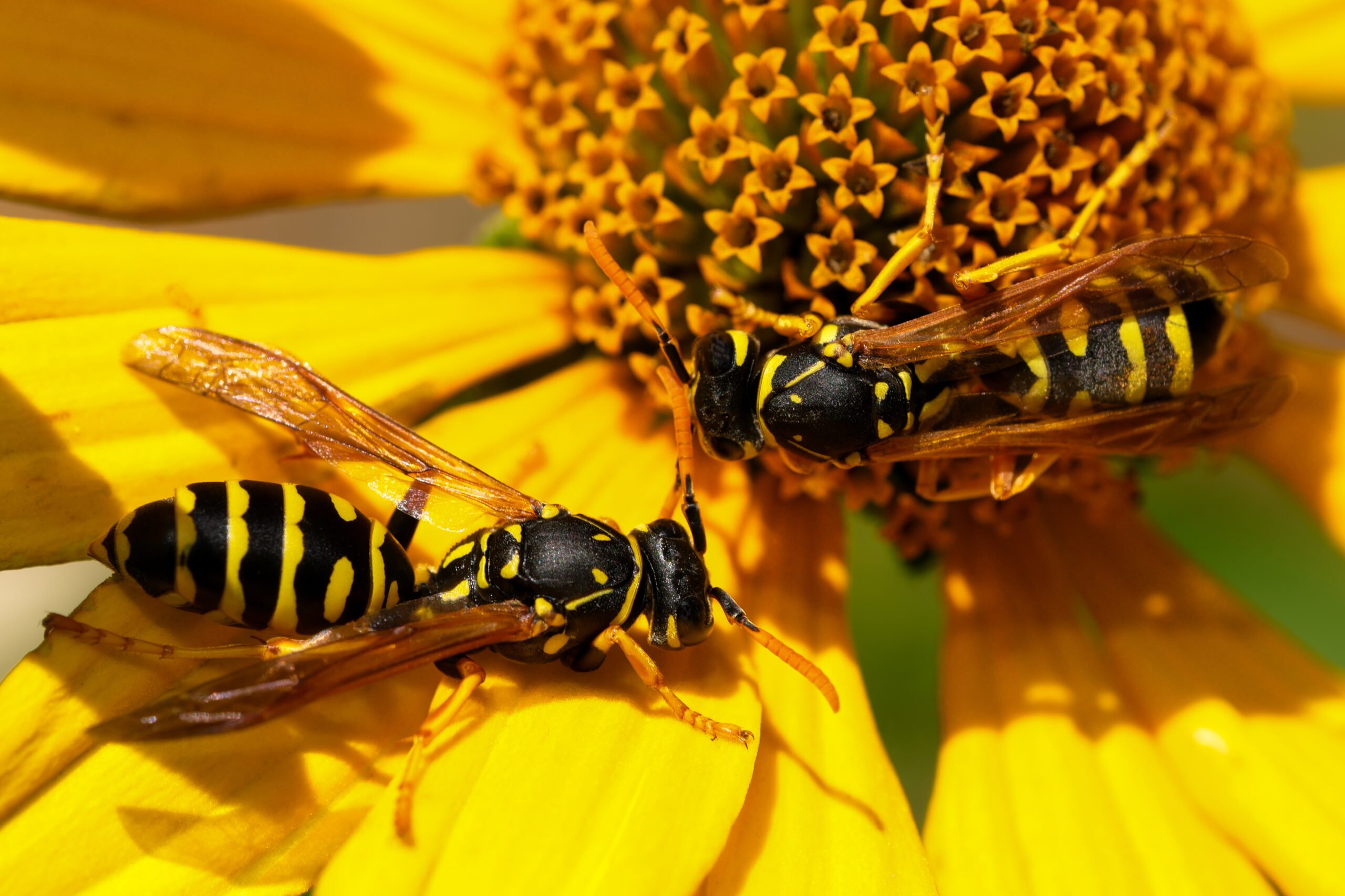 Deux guêpes sur une fleur