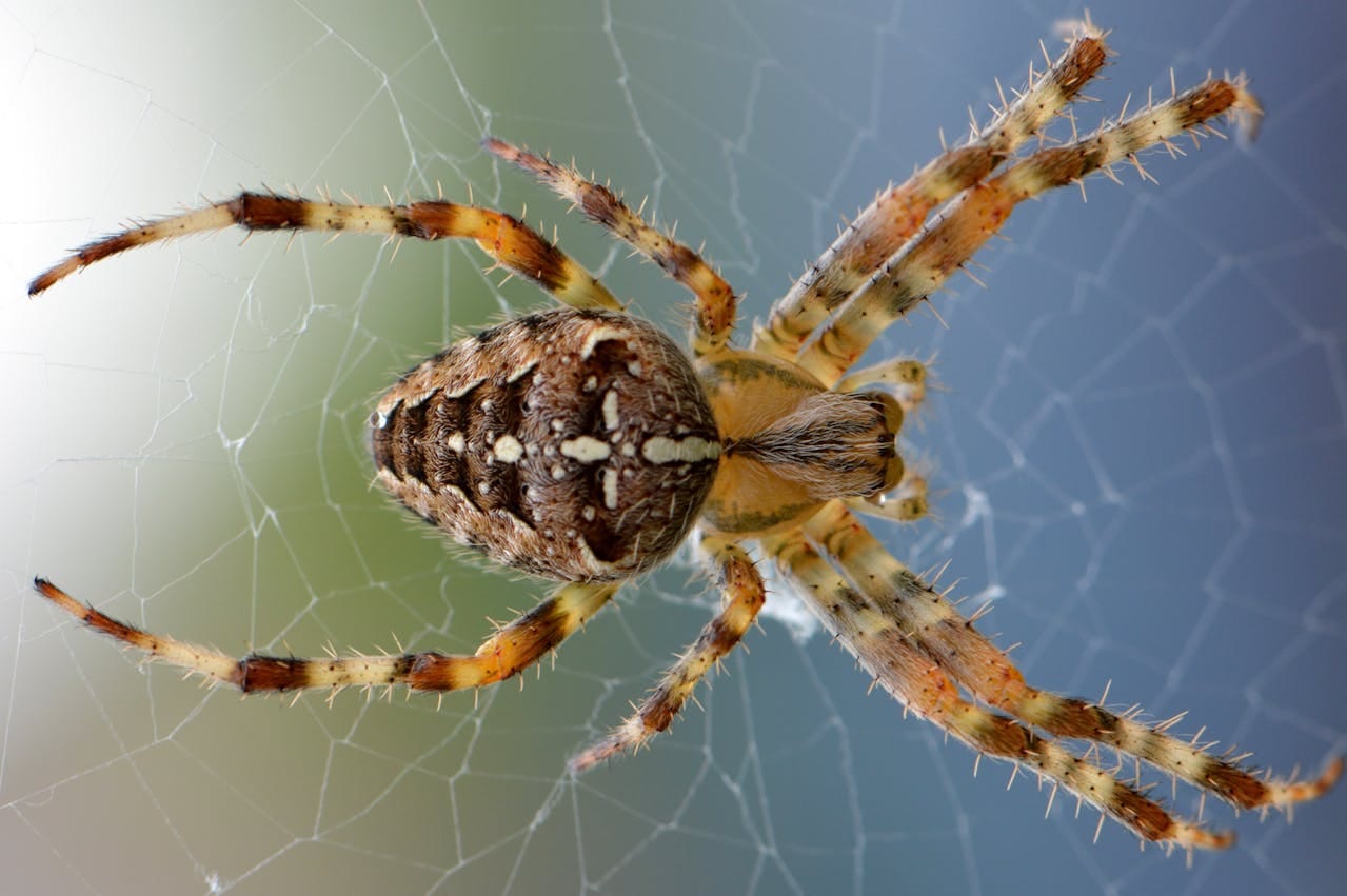 Araignée qui tisse son fil de soie