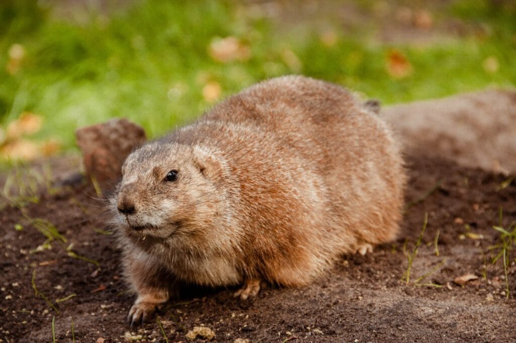 Extermination marmotte Montréal