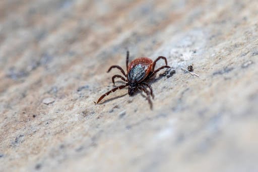 Puce extermination rive sud