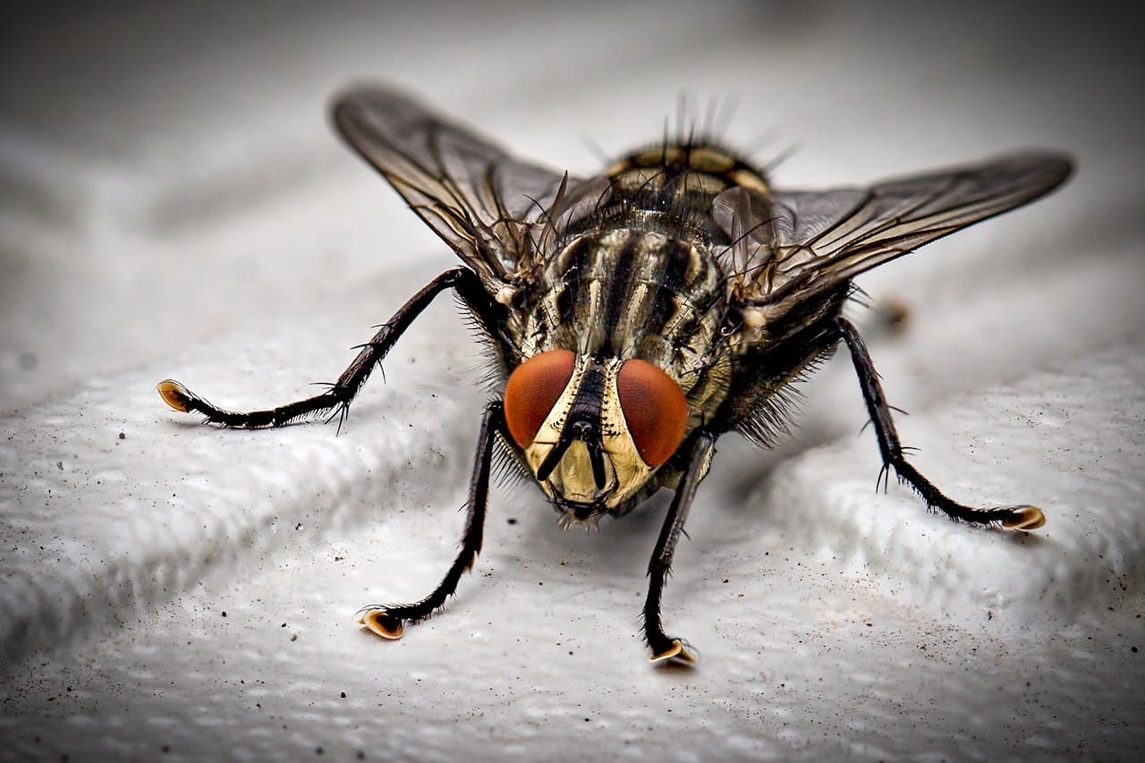 Invasion de mouche domestique