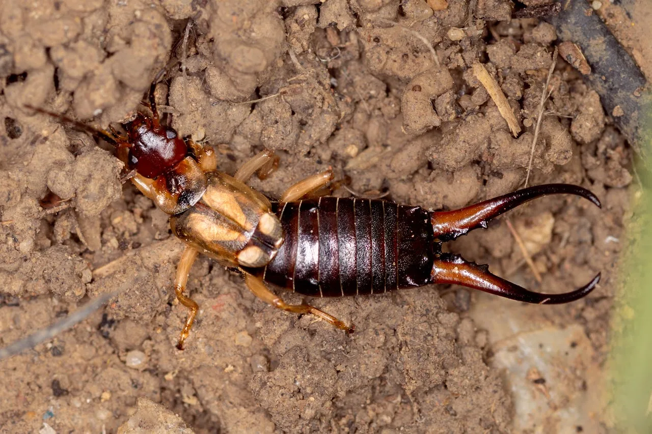 Extermination de perce-oreilles