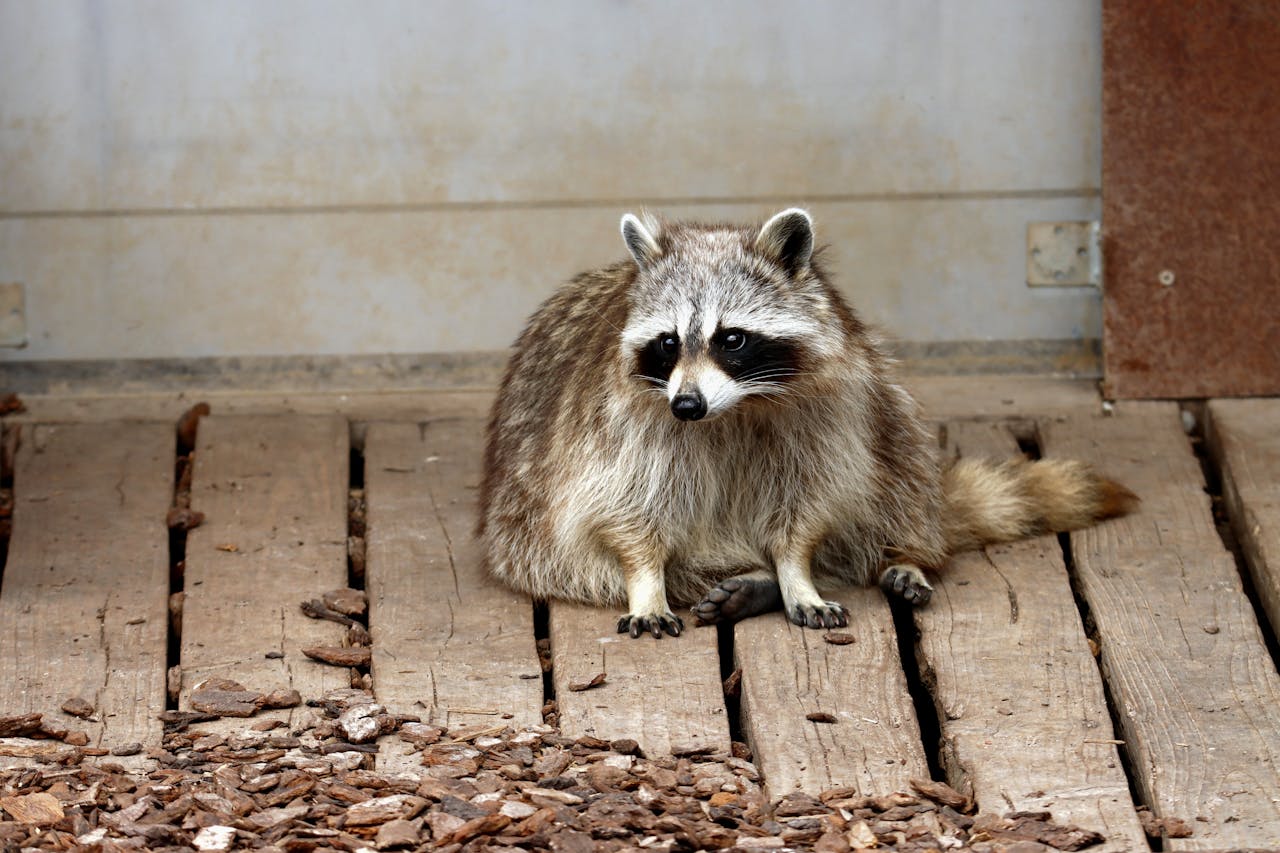 Raton laveur devant une maison à Montréal