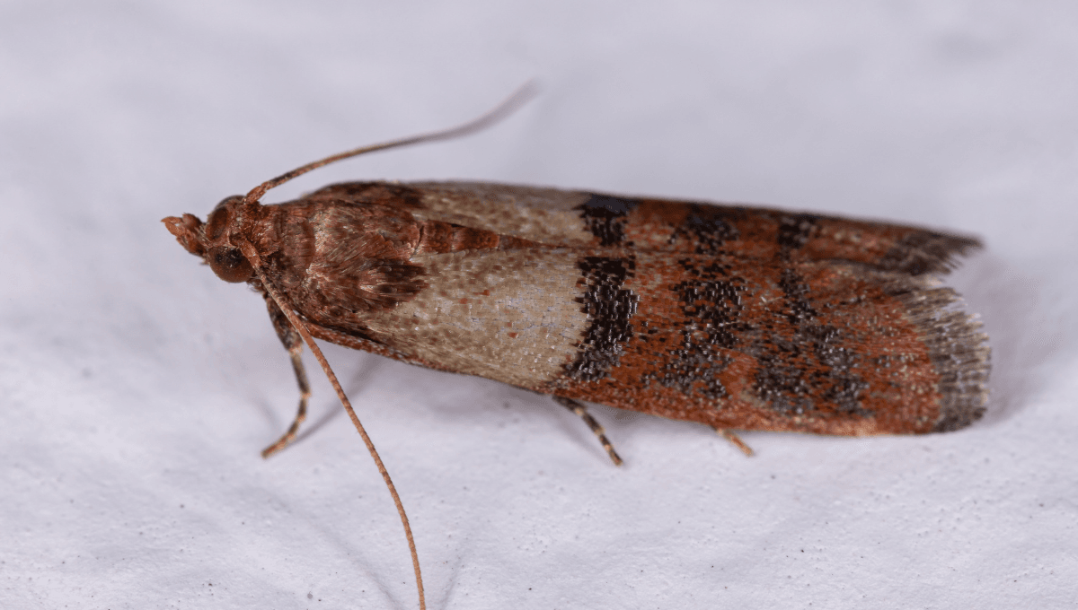 Extermination des pyrales indiennes