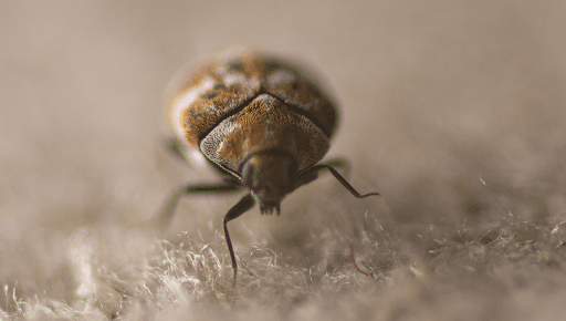 Infestation d'anthrène des tapis