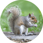Problème d'écureuil - Capture d'animaux