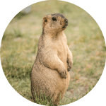 Marmotte qui se tiens debout