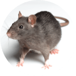 Rat gris d'égout