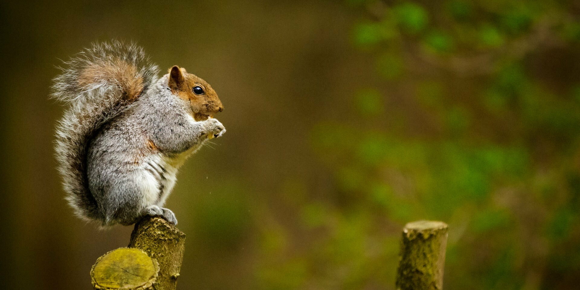 Un écureuil sur une branche d'arbre coupé